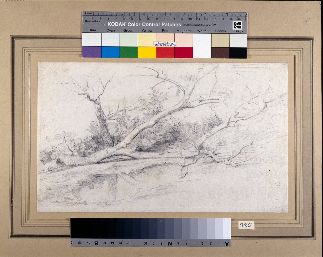 Padlý strom ležící u bazénu, cca 1630 (černé a červené křídy s mytím na papíře) od Peter Paul Rubens