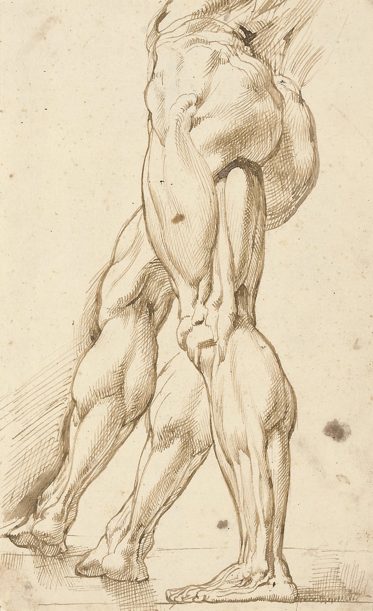 Ecorché studie nohou mužského aktu s vedlejší studií pravé nohy od Peter Paul Rubens
