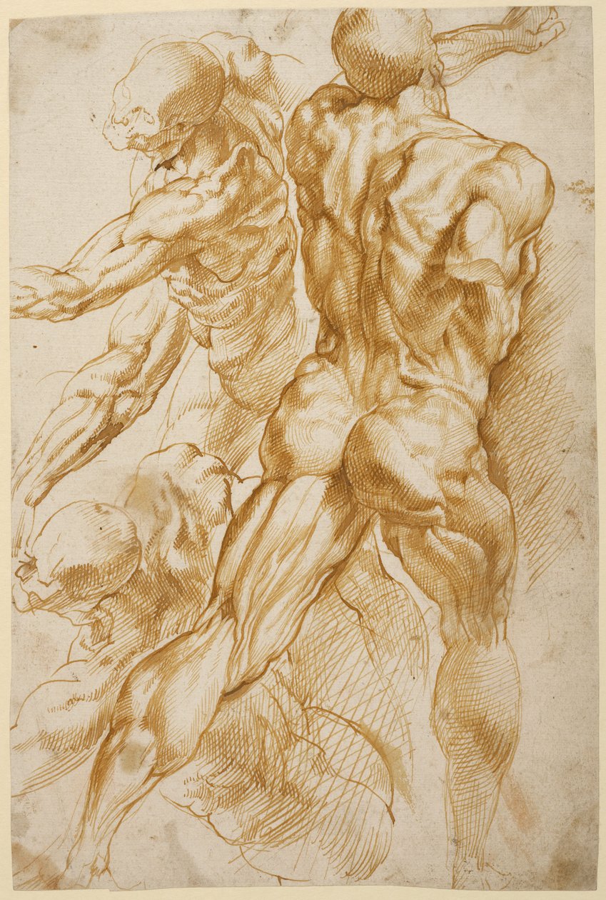 Anatomické studie od Peter Paul Rubens