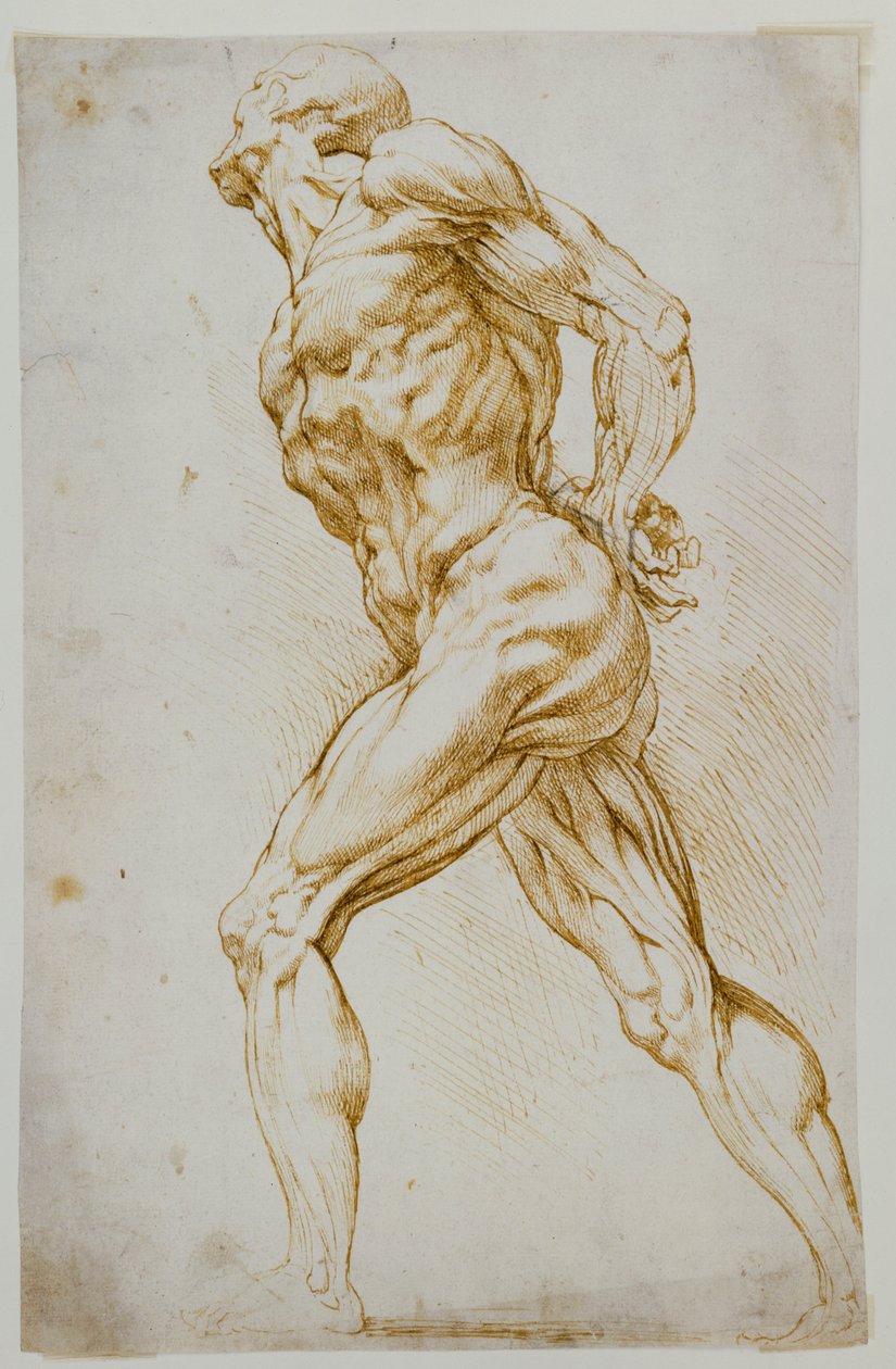 Anatomická studie: Nahý kráčející doprava, ruce za zády od Peter Paul Rubens