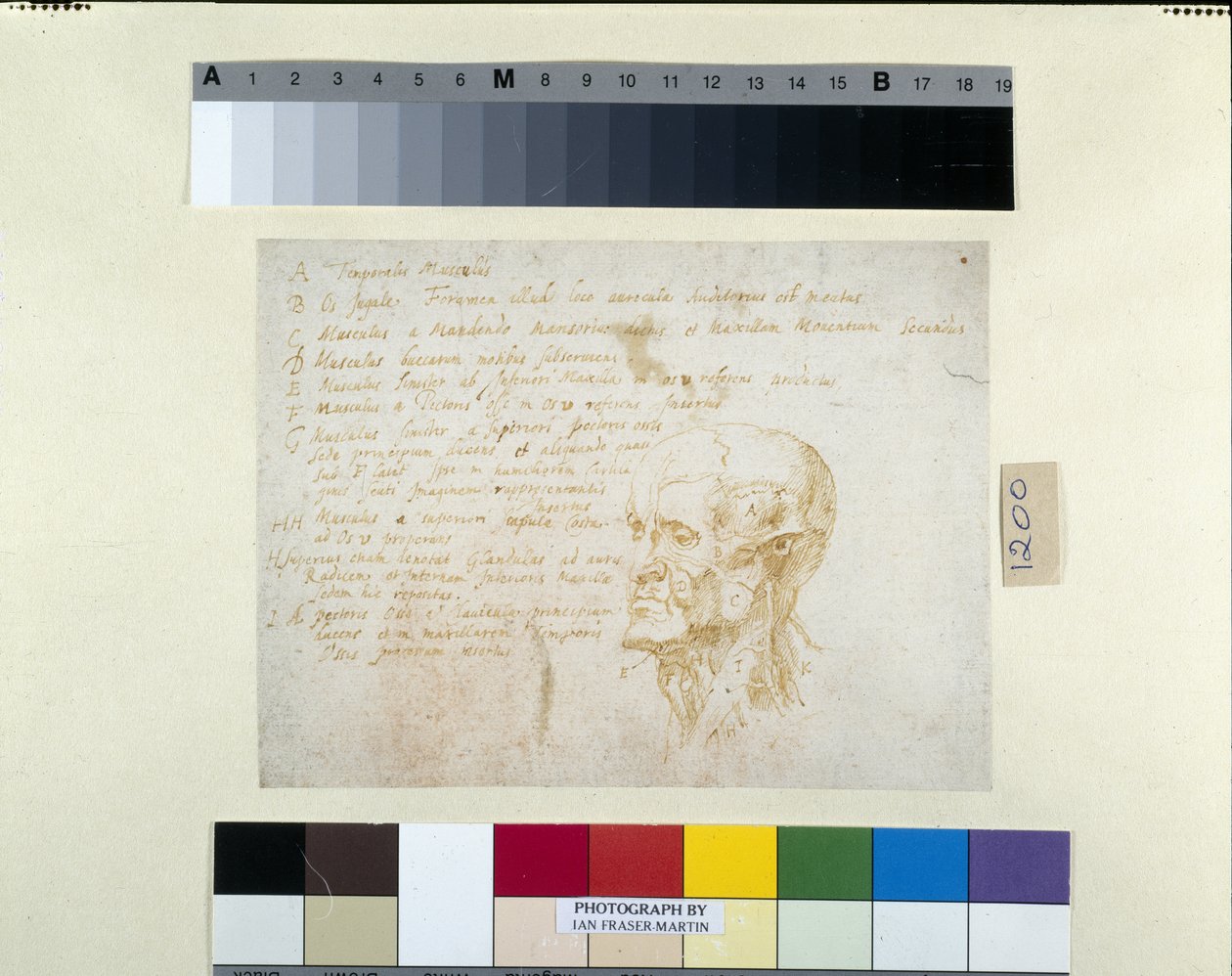 Ecorché hlava s rysy císaře Galby (pero a hnědý inkoust na bílém papíře) od Peter Paul Rubens
