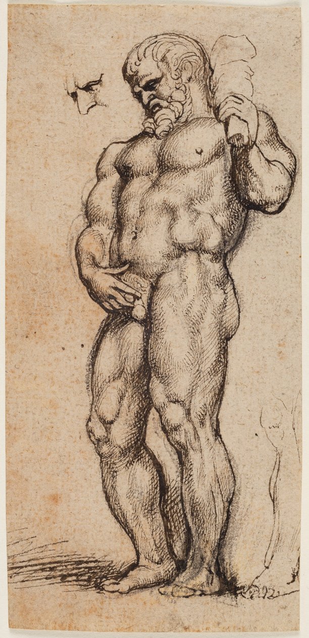 Herkules od Peter Paul Rubens