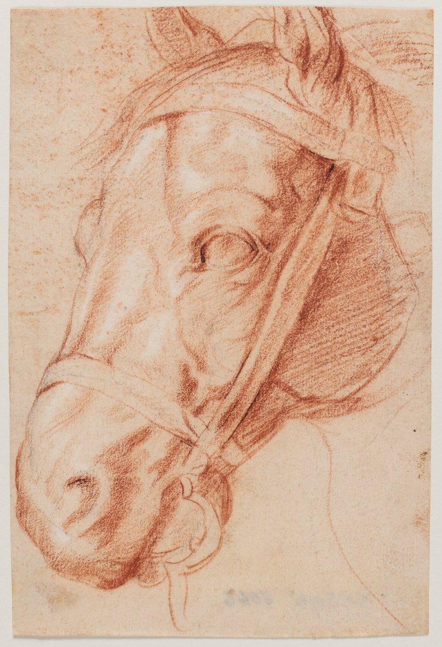 Koňská hlava od Peter Paul Rubens