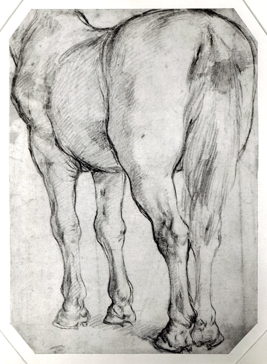 Zadní část koně od Peter Paul Rubens