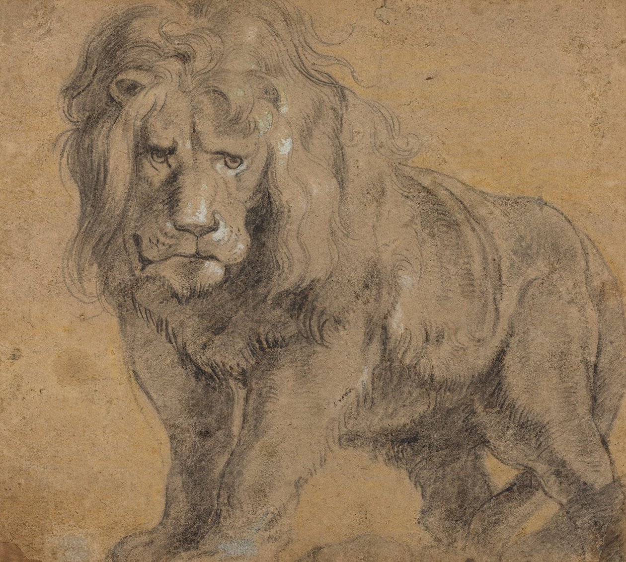 Lev, cca 1612-13 (černá křída na papíře) od Peter Paul Rubens