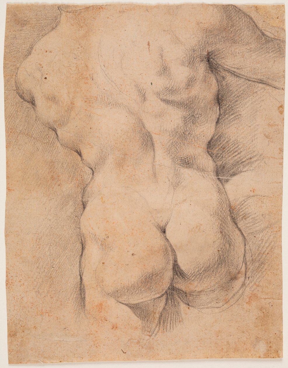 Mužský torzo viděný zezadu od Peter Paul Rubens
