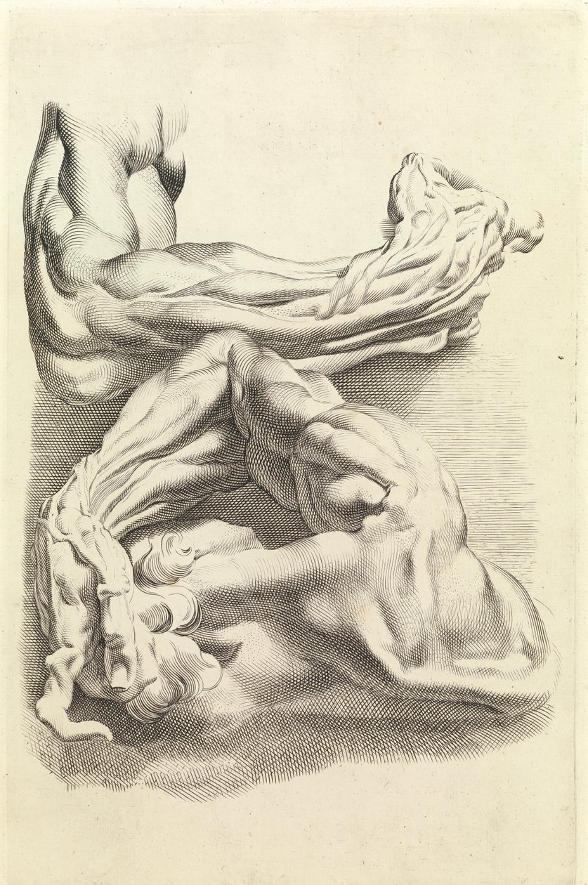 Svaly (rytí) od Peter Paul Rubens