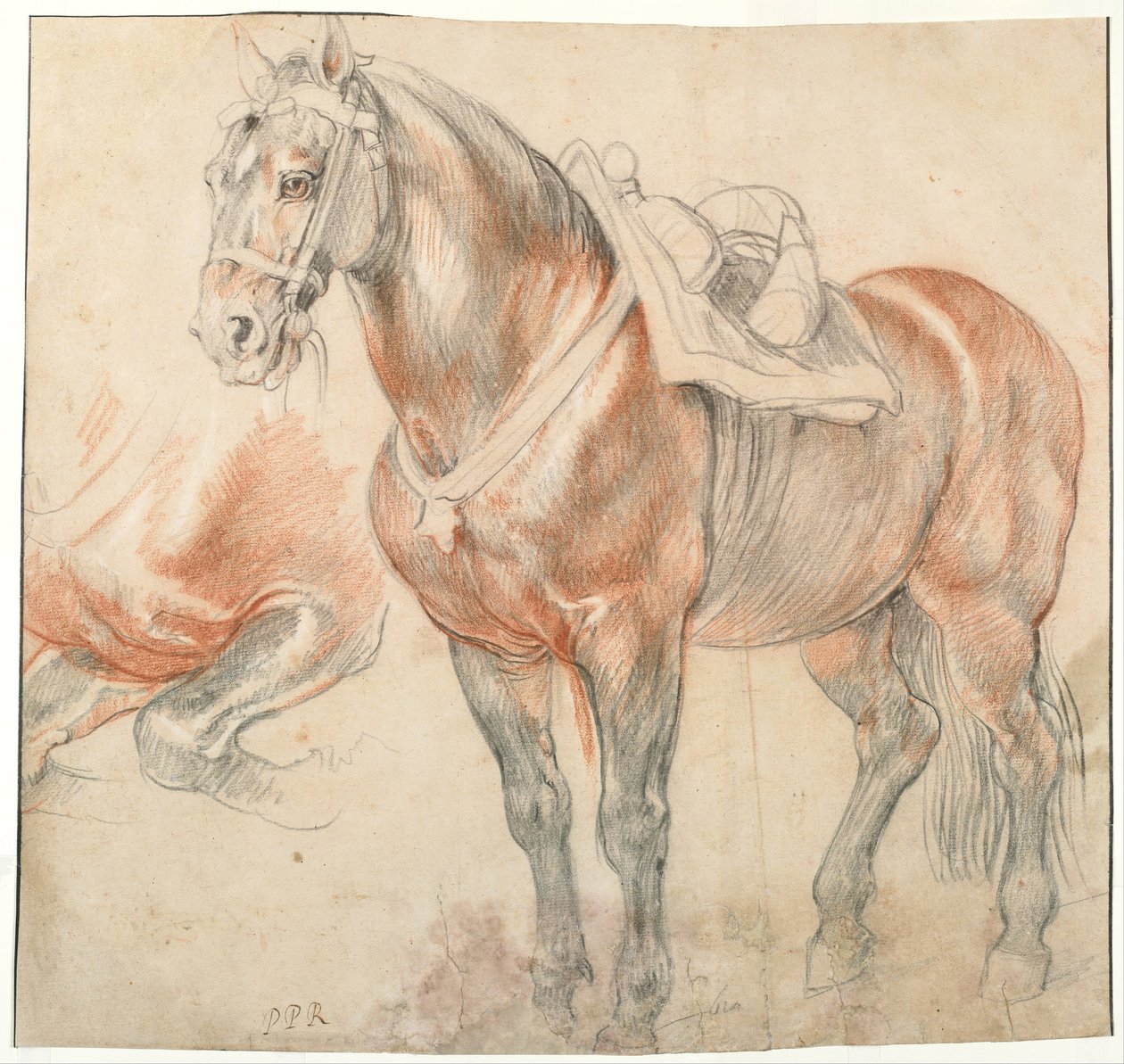 Osedlý kůň, c. 1616-1618 od Peter Paul Rubens