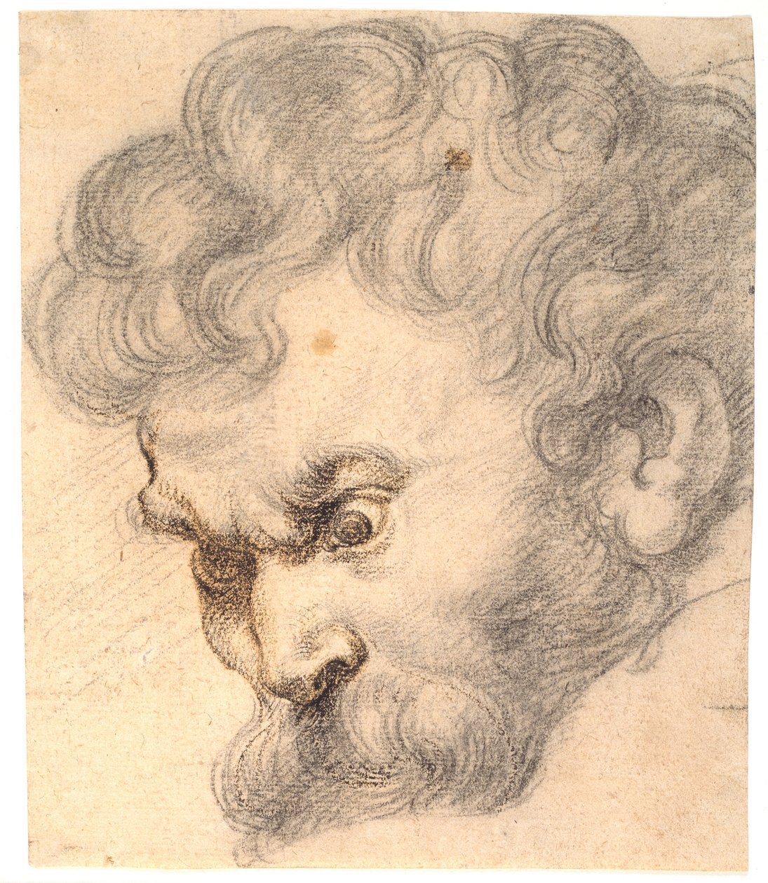 Studie ze "Samsona a lva". Samsonova tvář od Peter Paul Rubens