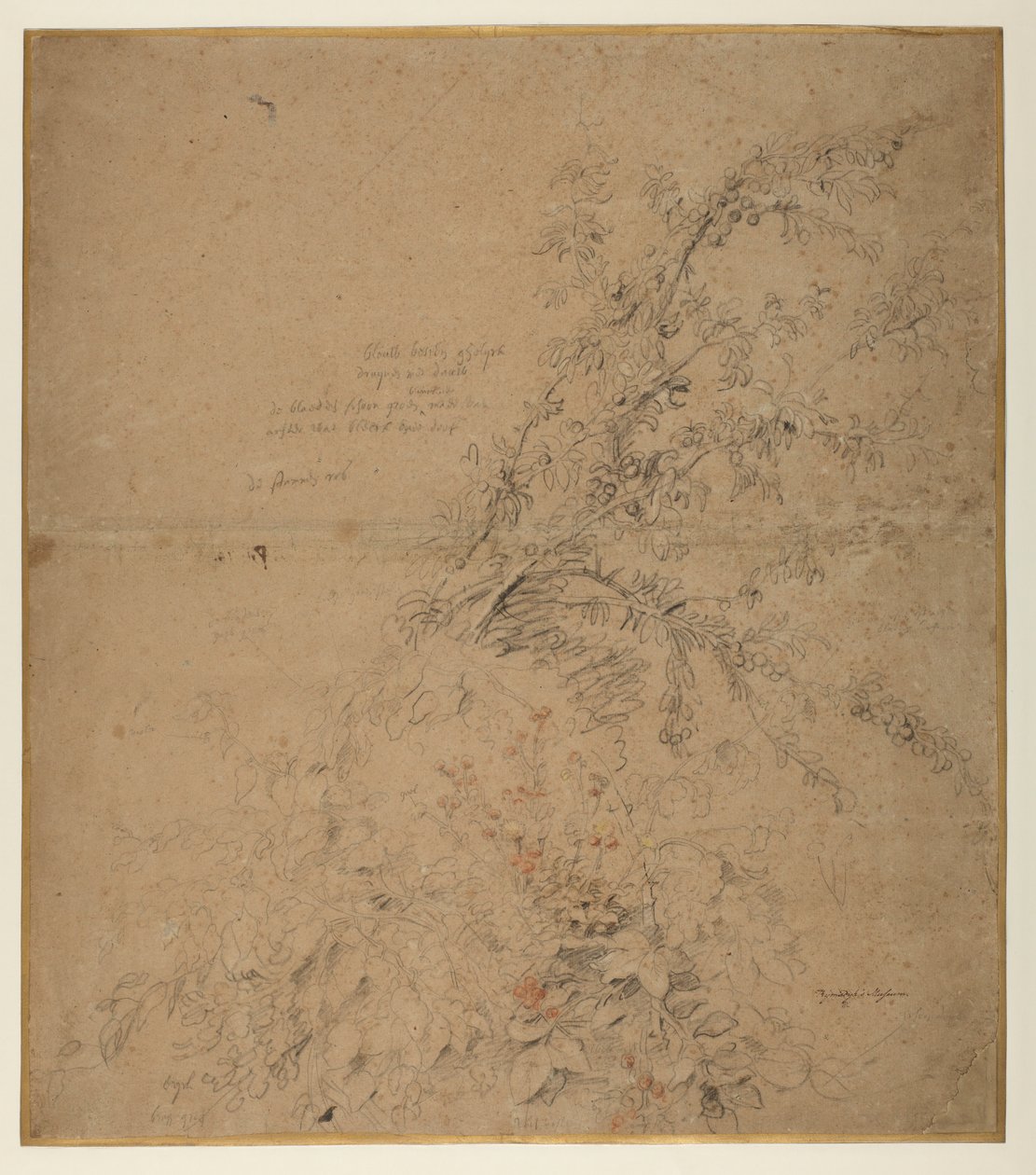 Studium trnky s ostružiní a jinými rostlinami, 1620 circa od Peter Paul Rubens