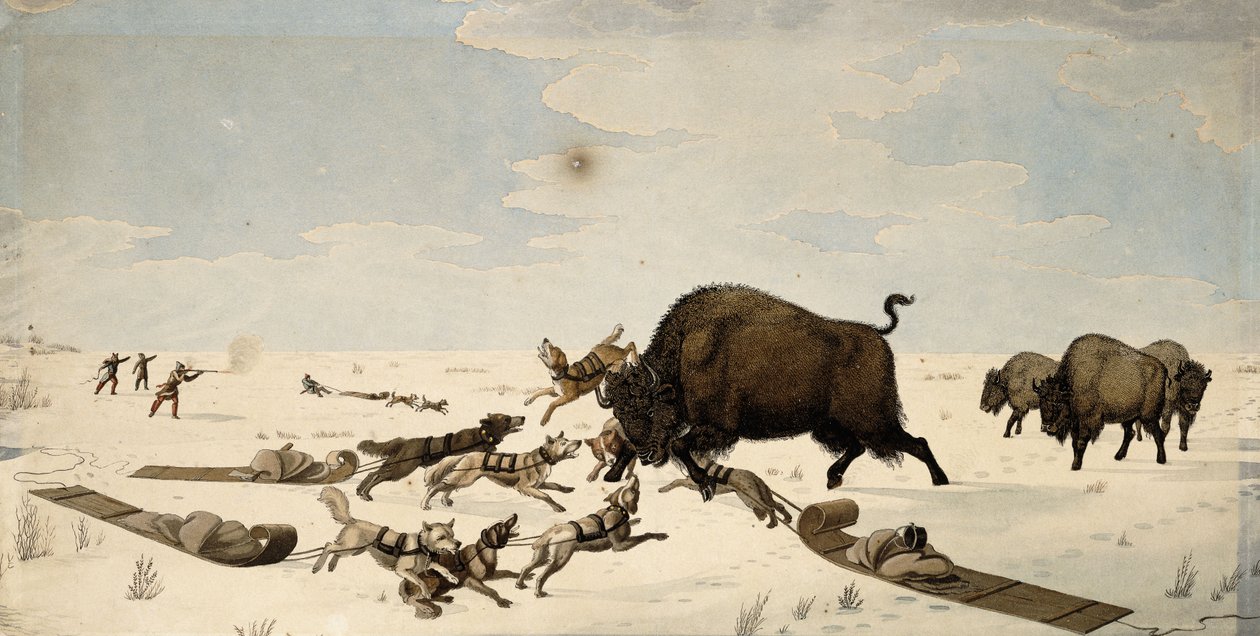 Buffalo Hunt, kolem 1822-1824 od Peter Rindisbacher