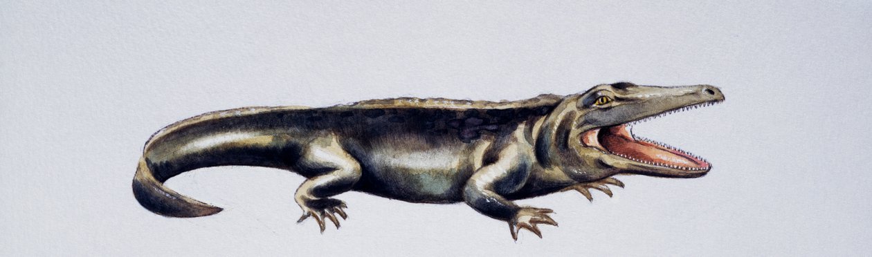 Cyclotosaurus sp, Mastodonsauridae, pozdní trias, dílo Petera Rosse
(foto) od Peter Ross