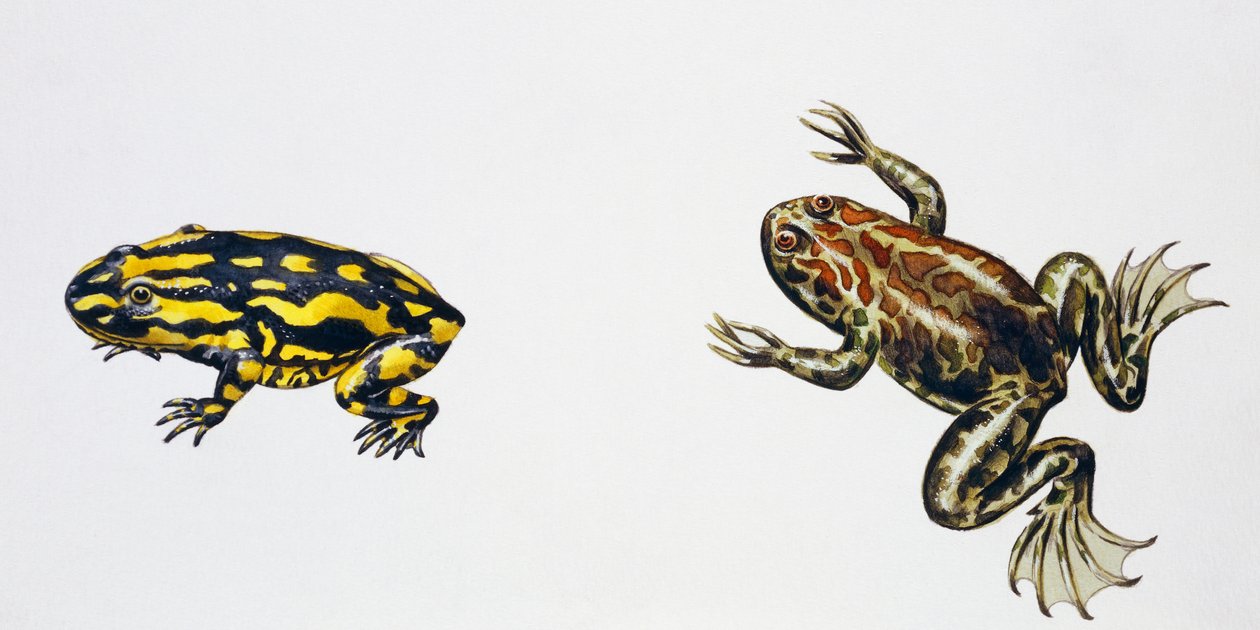 Triadobatrachus massinoti a Palaeobatrachus sp, umělecká práce Peter Ross
(foto) od Peter Ross