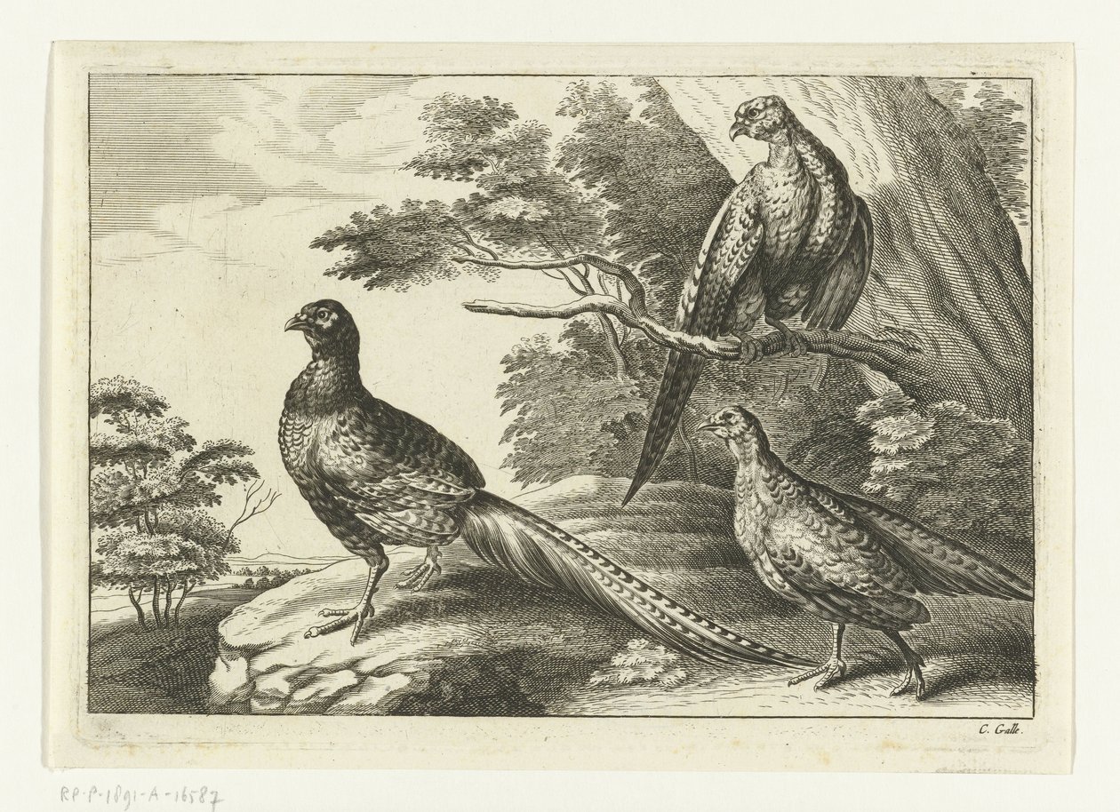 Tři bažanti Diversarum avium species (název série) Různí ptáci (název série) od Peter van Liesebetten