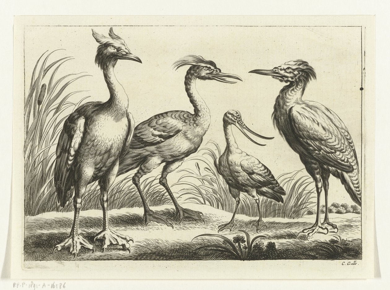Čtyři brodiví ptáci Diversarum avium species (název série) Různí ptáci (název série) od Peter van Liesebetten