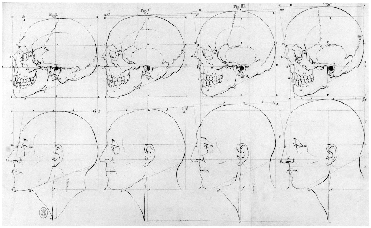 Přechod od opice k Apollónovi, ilustrace z "Dissertation sur les varietes naturelles qui caracterisent la physionomie", H. Jansen, Paříž, vydáno 1791. od Petrus Camper