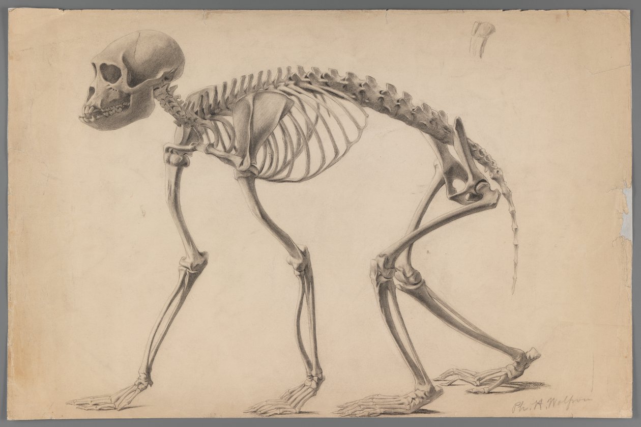 Kostra primáta (grafit na papíře) od Philip H. Wolfrom