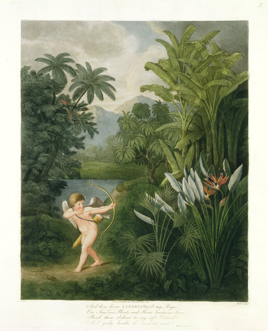Krajina s Amorem mířícím šípem na papouška nebo královnu květin, z knihy Roberta Thorntona "The Temple of Flora", vyryl Burke, pub. 1803 od Philip Reinagle
