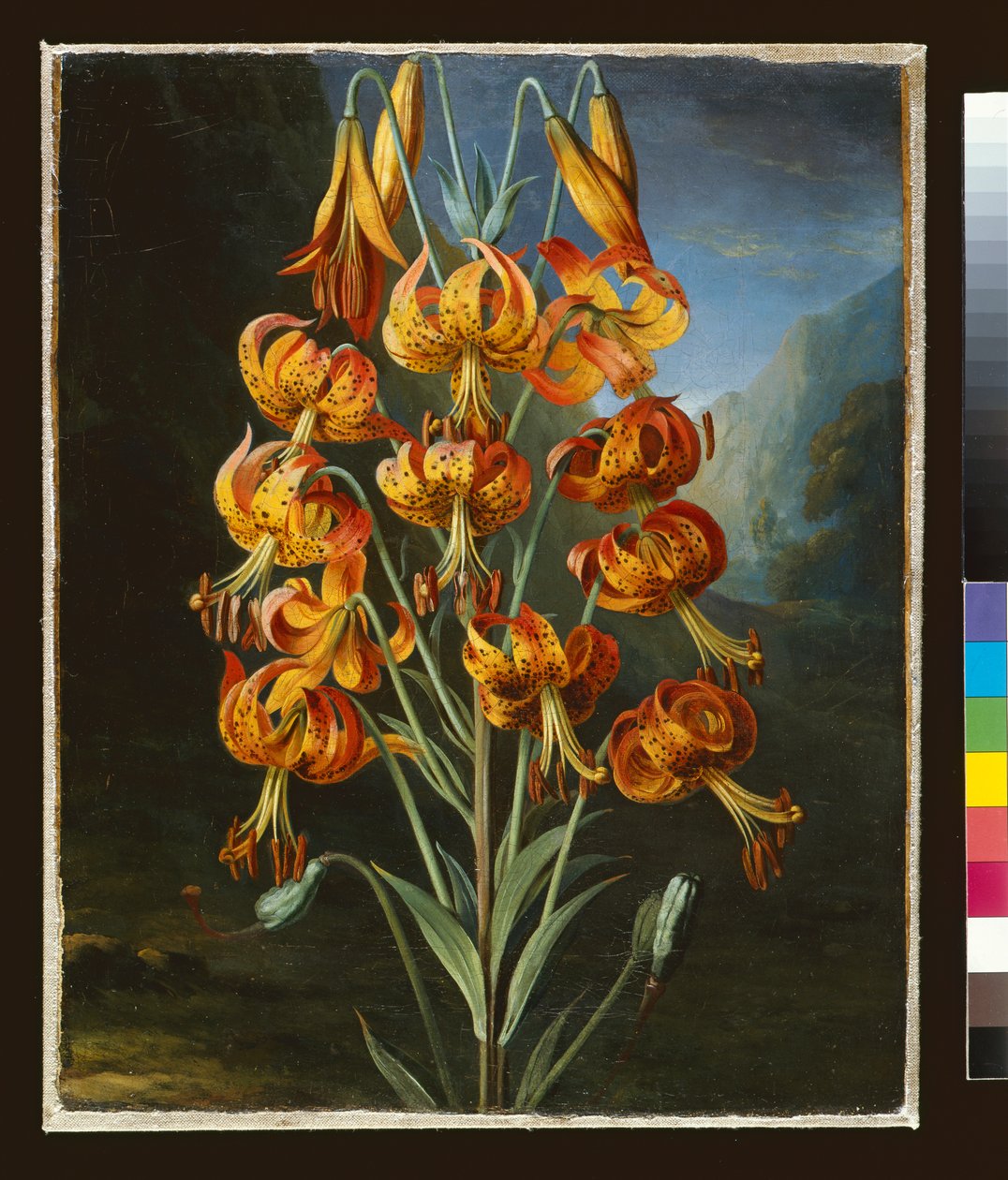 Lilium Superbum, malované pro R. J. Thorntonse `Temple of Flora, kolem roku 1798 od Philip Reinagle