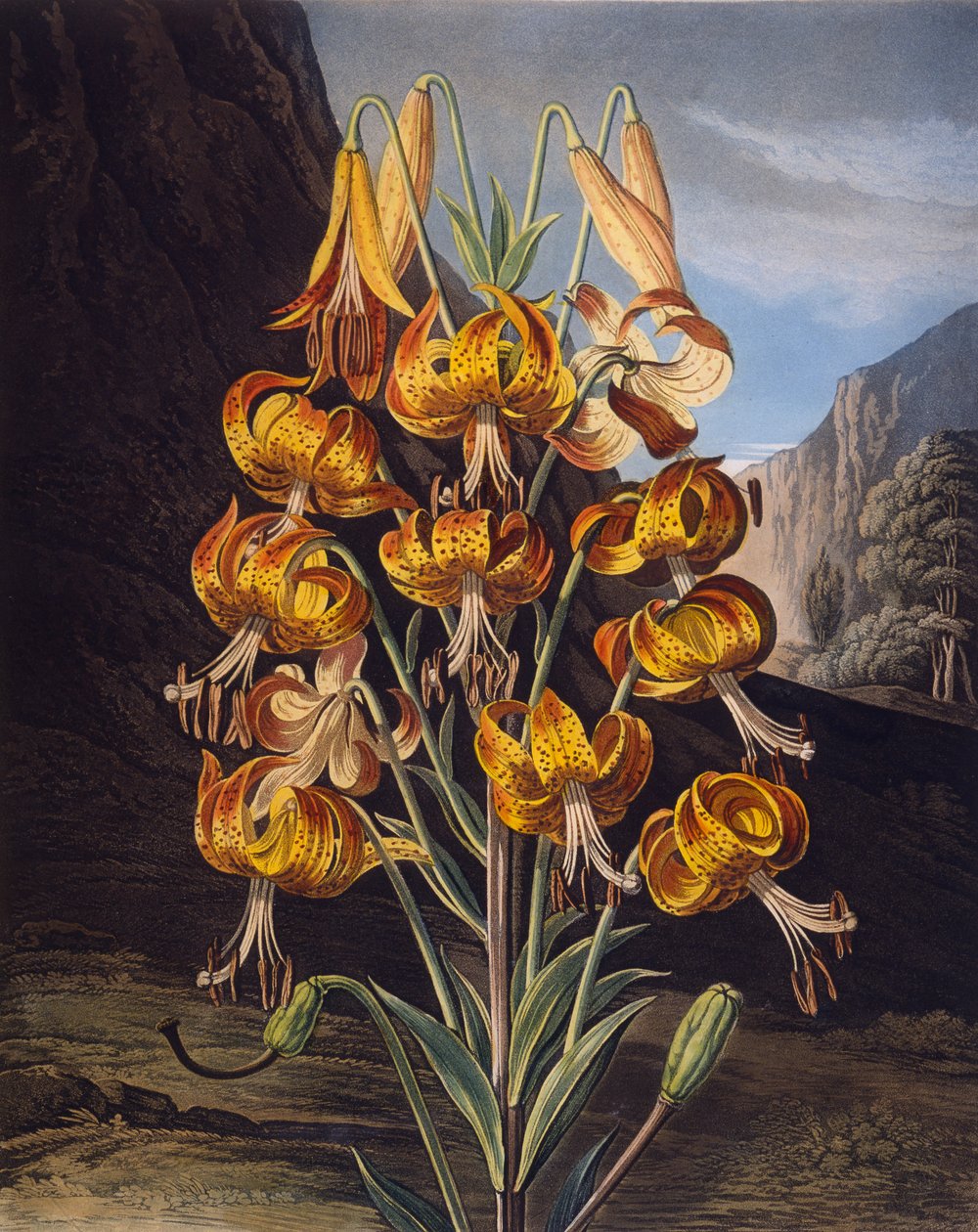 The Superb Lily, z 