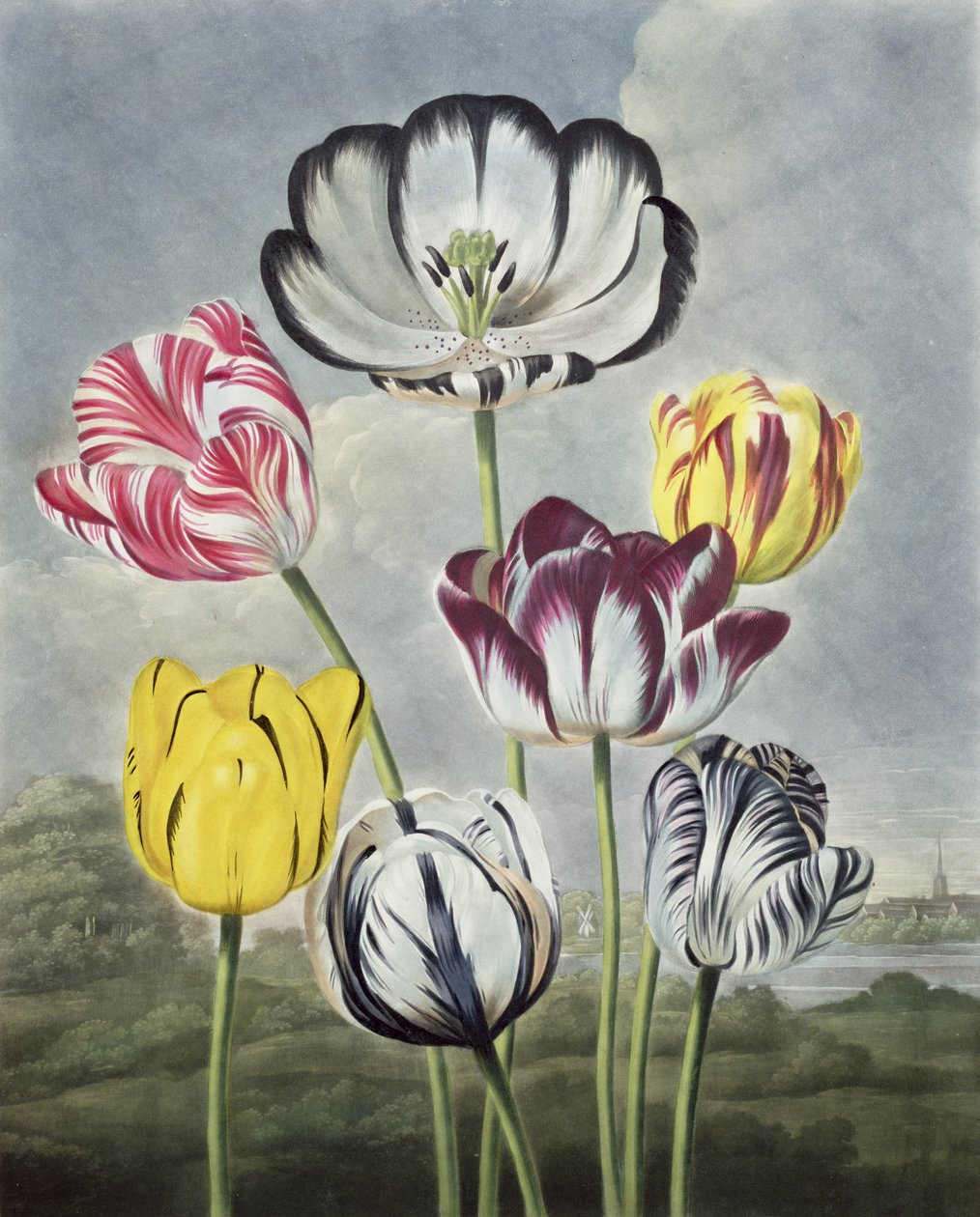 Tulipány, vyryté Earlomem, z „The Temple of Flora“ od Thorntona, 1807 od Philip Reinagle