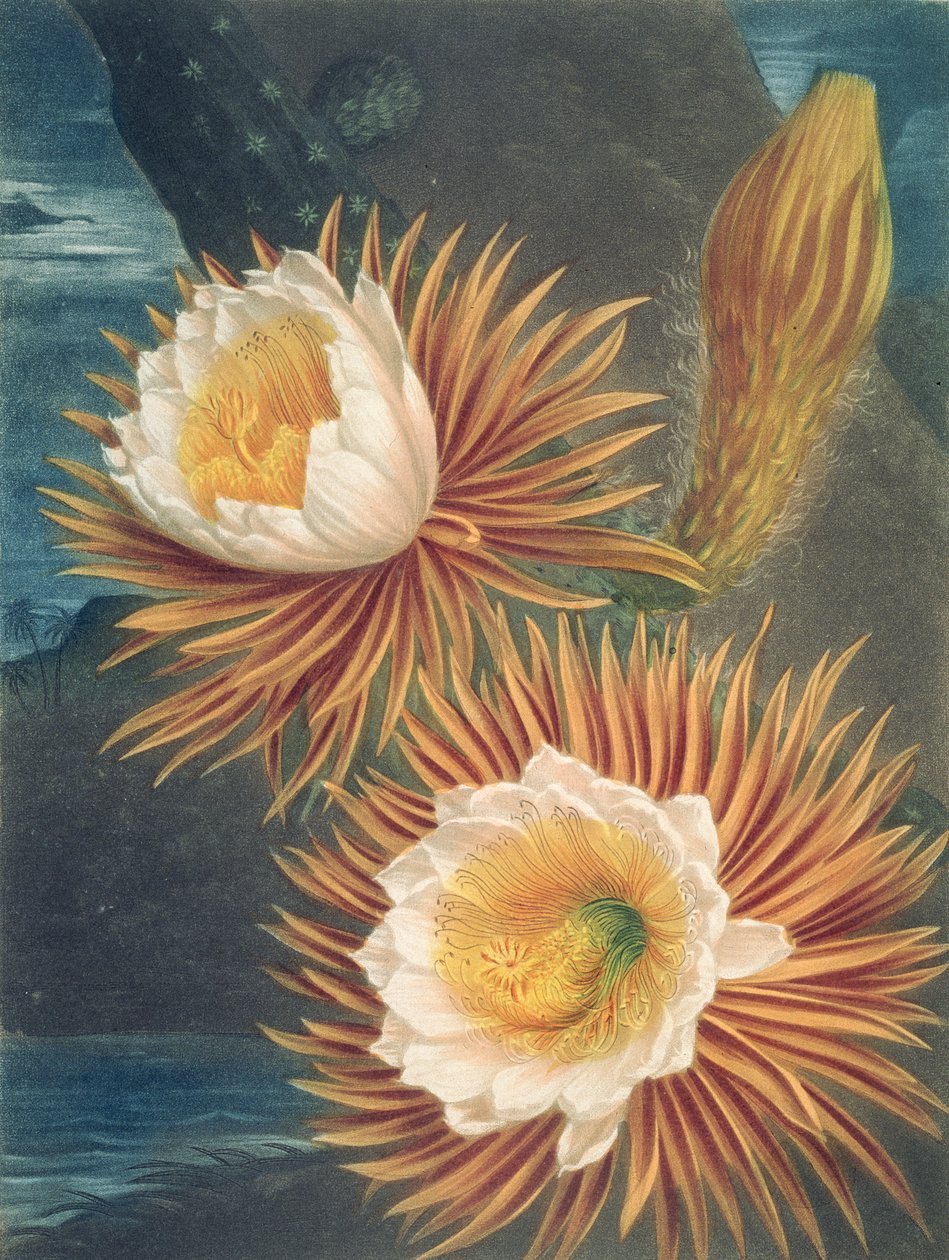 The Night-Blowing Cereus, z Chrámu Flory od Roberta Thorntona, vydáno 1812 od Philip after Reinagle