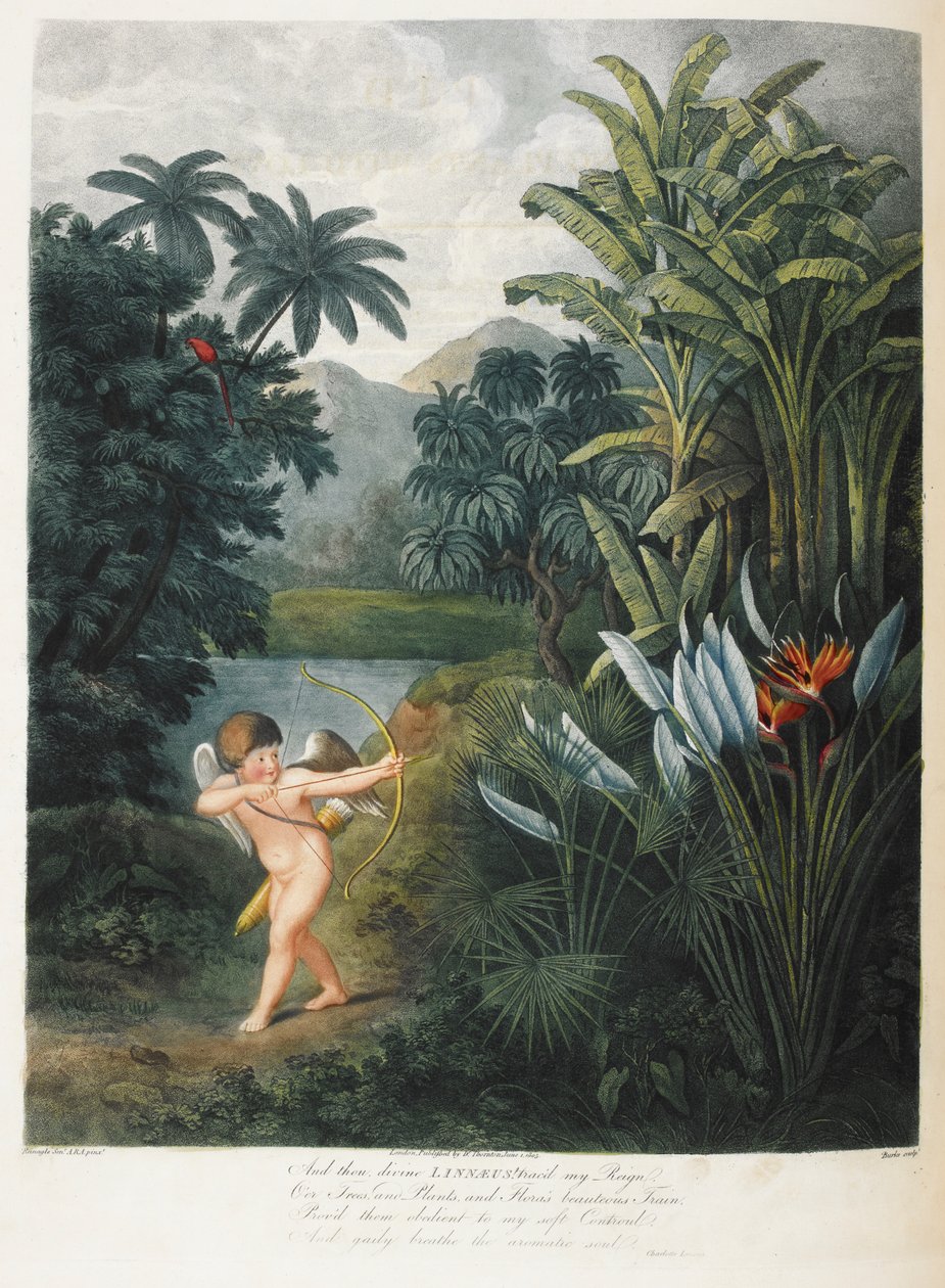 Amor inspirující rostliny s láskou. od Philip (after) Reinagle