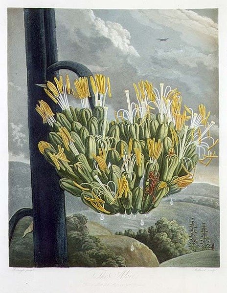 Aloe, vyryté Medlandem, z 