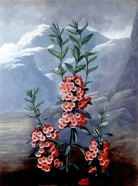 Úzkolistá Kalmia neboli horský vavřín, vyrytý Caldwellem, z „The Temple of Flora“, pub. 1804 (barevná rytina) od Philip (after) Reinagle