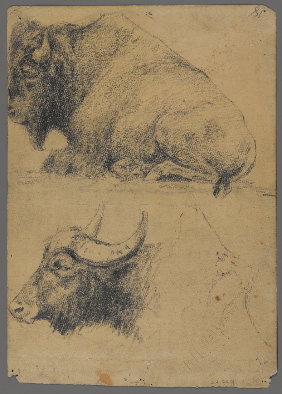 Bison a hlava vodního buvola (grafit na papíře) od Philip H. Wolfrom