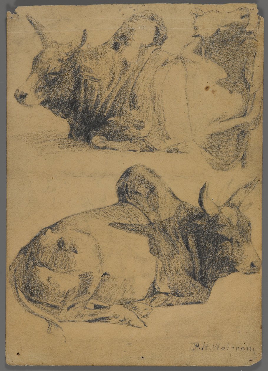 Brahman býci (grafit na papíře) od Philip H. Wolfrom