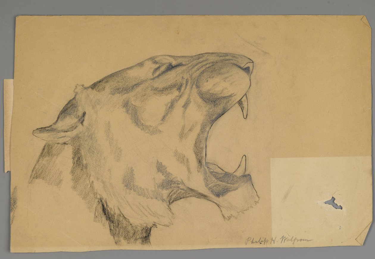 Hlava řvoucího lva (grafit a dřevěné uhlí na papíře) od Philip H. Wolfrom