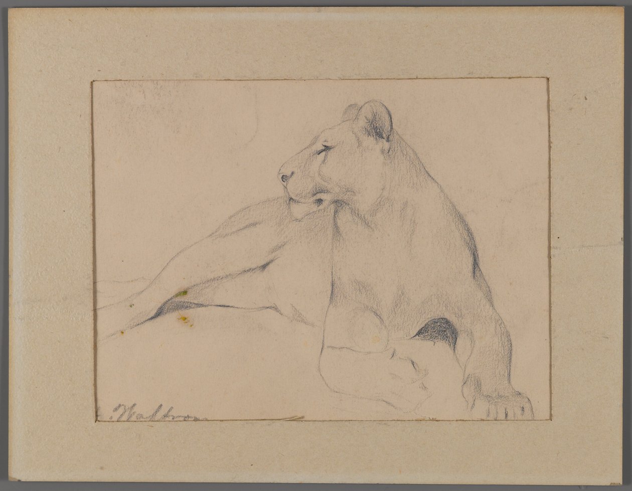 Sedící lvice (grafit na papíře připevněný k okenní rohoži) od Philip H. Wolfrom
