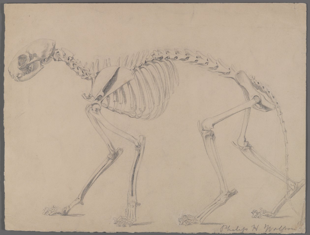 Kostra kočky (grafit na papíře) od Philip H. Wolfrom