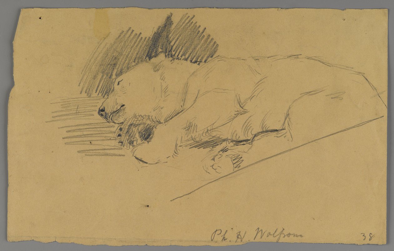 Spící lední medvěd (grafit na papíře) od Philip H. Wolfrom