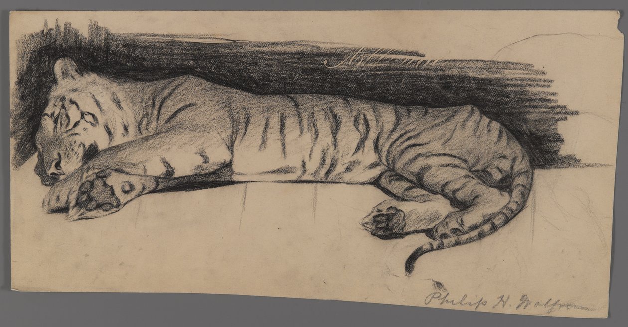 Spící tygr (uhlí na papíře) od Philip H. Wolfrom