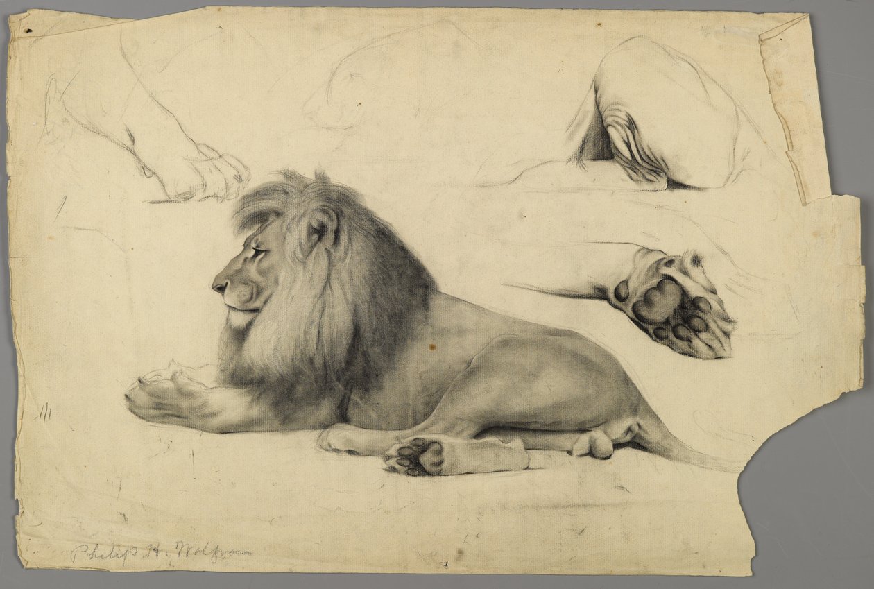 Studie lva (grafit a dřevěné uhlí na papíře) od Philip H. Wolfrom