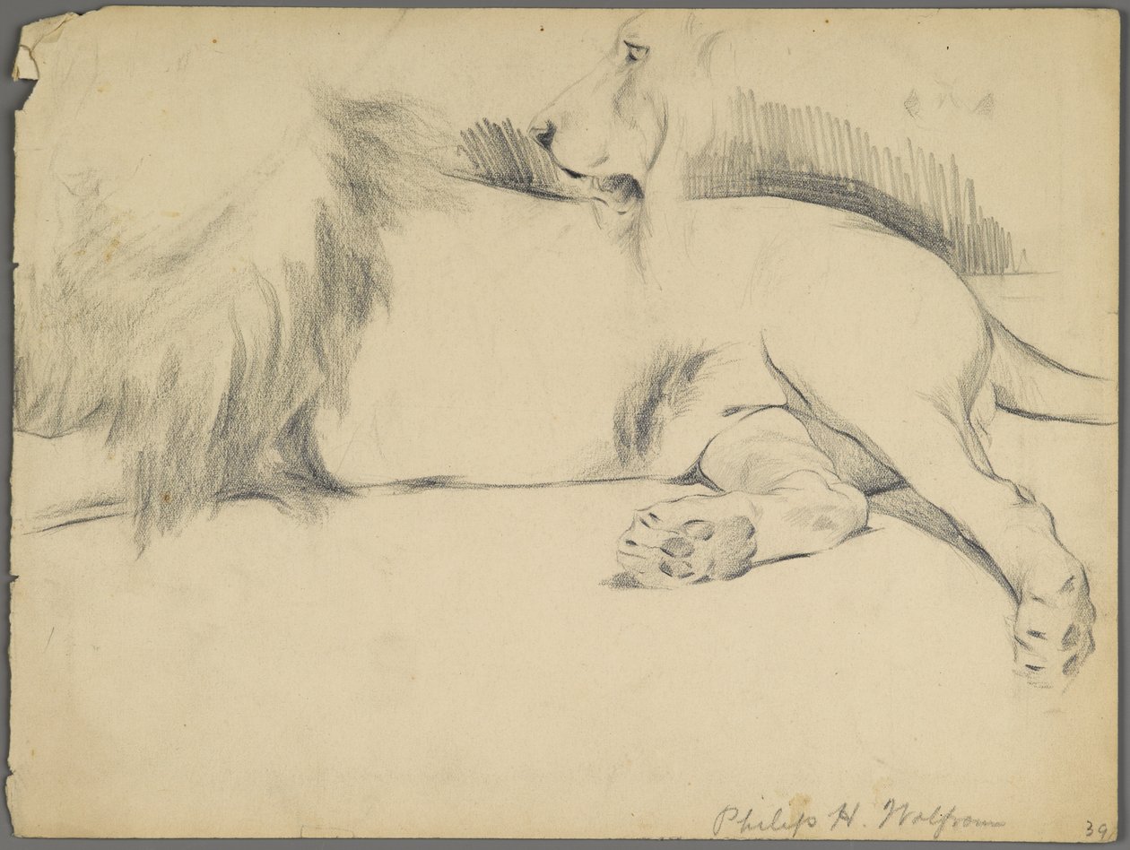 Studie lva (grafit na papíře) od Philip H. Wolfrom