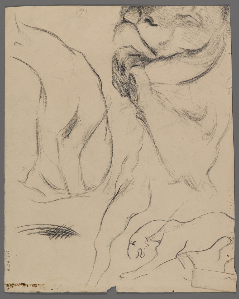 Studie lva (grafit na papíře) od Philip H. Wolfrom