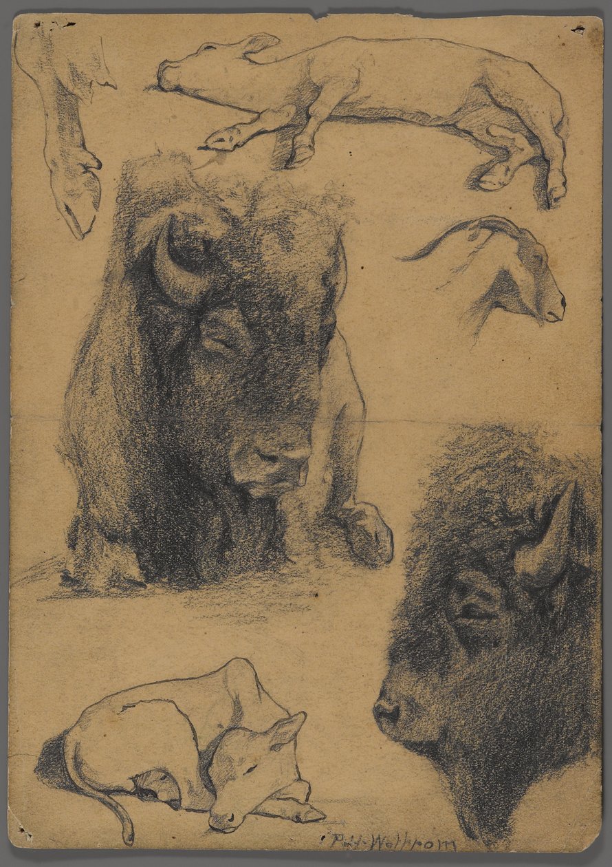 Studie bizonů, telete a koz (grafit a inkoust na papíře) od Philip H. Wolfrom
