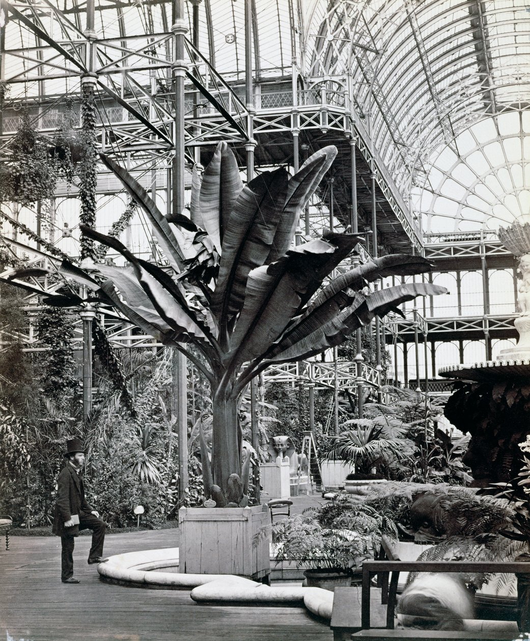Tropické rostliny v egyptské místnosti, Crystal Palace, Sydenham, Londýn, 1854 od Philip Henry Delamotte