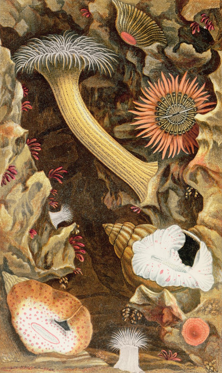 Snake Locked Anemones, deska III z „Actinologia Britannica: Historie britských mořských sasanek a korálů“, 1860 (chromolitho) od Philip Henry Gosse
