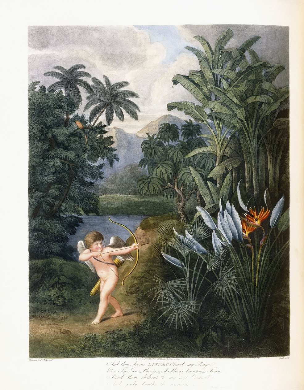 A pak božský Linné, kolem 1796-1807 od Philip Reinagle