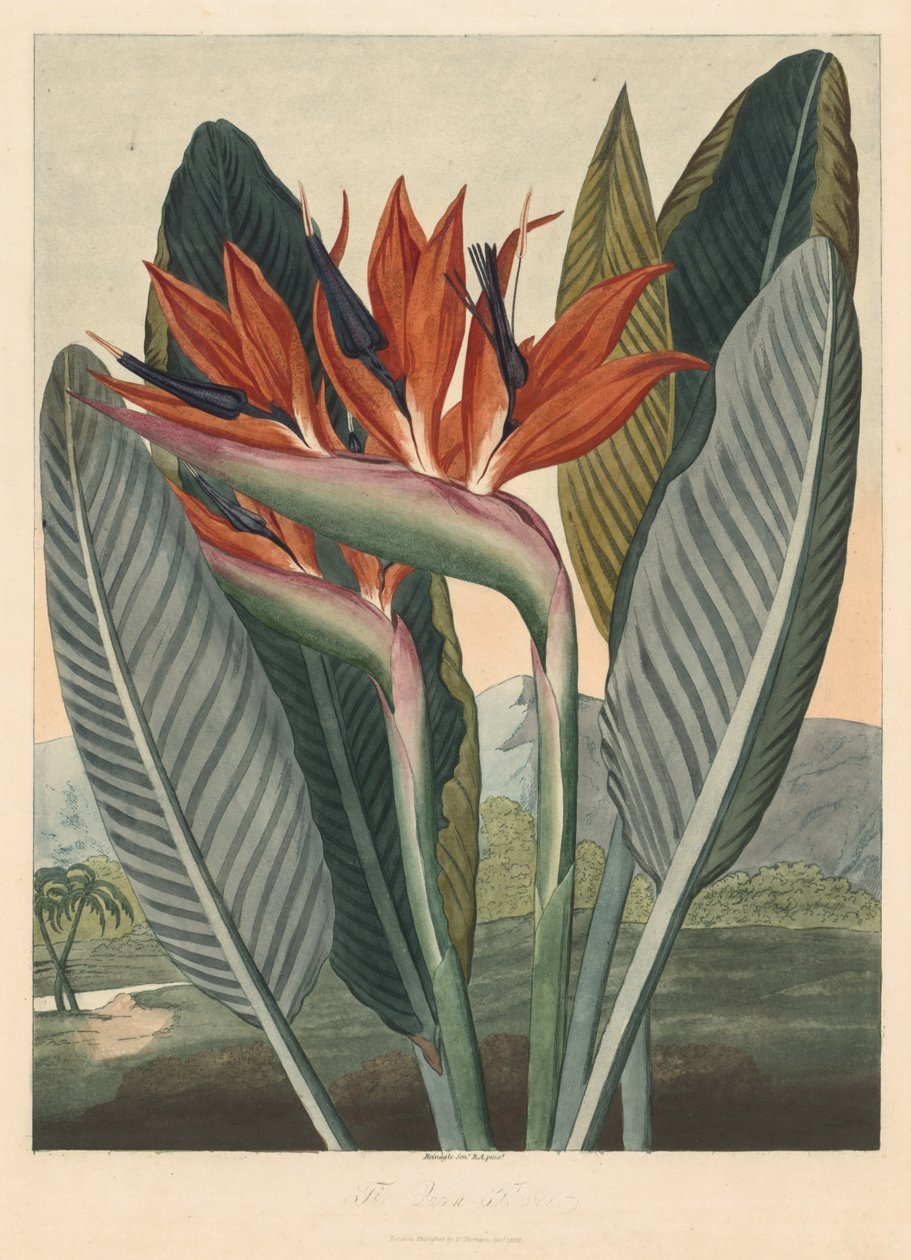 Chrám Flóry; nebo Garden of Nature: The Queen Flower od Philip Reinagle