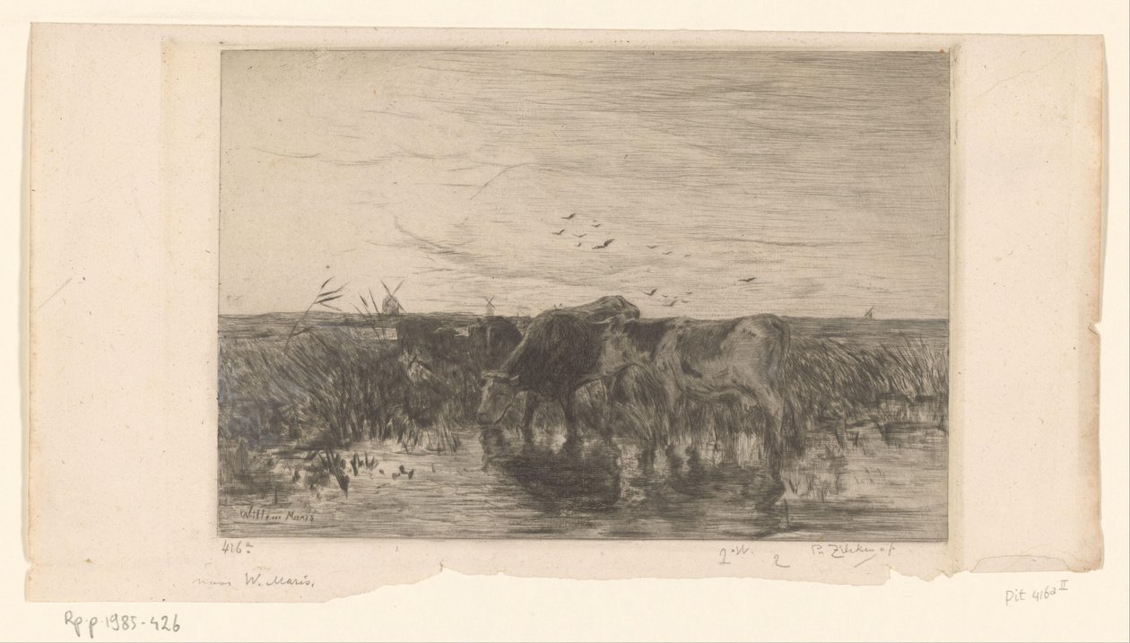 Krávy u vody na louce Vaches au bord de l