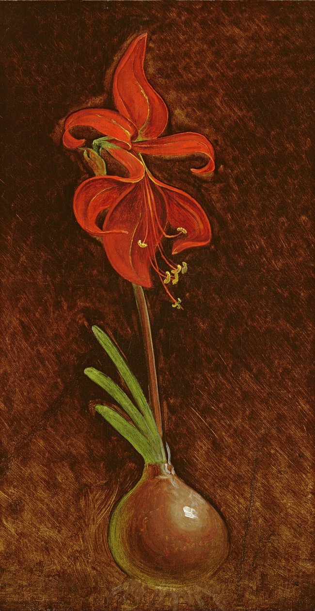 Amaryllis Formosissima, 1808 od Philipp Otto Runge