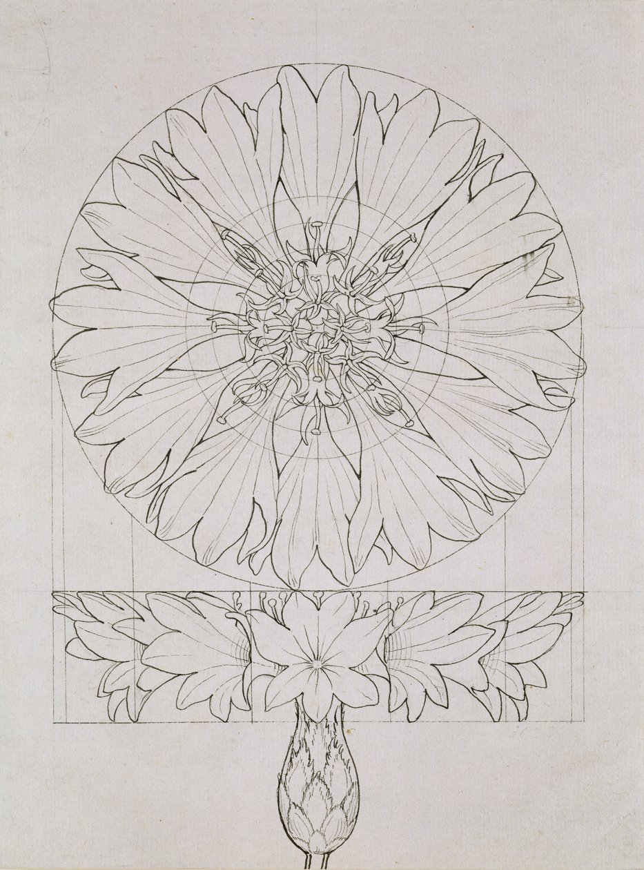 Studie pro chrpu, 1808 (pero a inkoust na papíře) od Philipp Otto Runge
