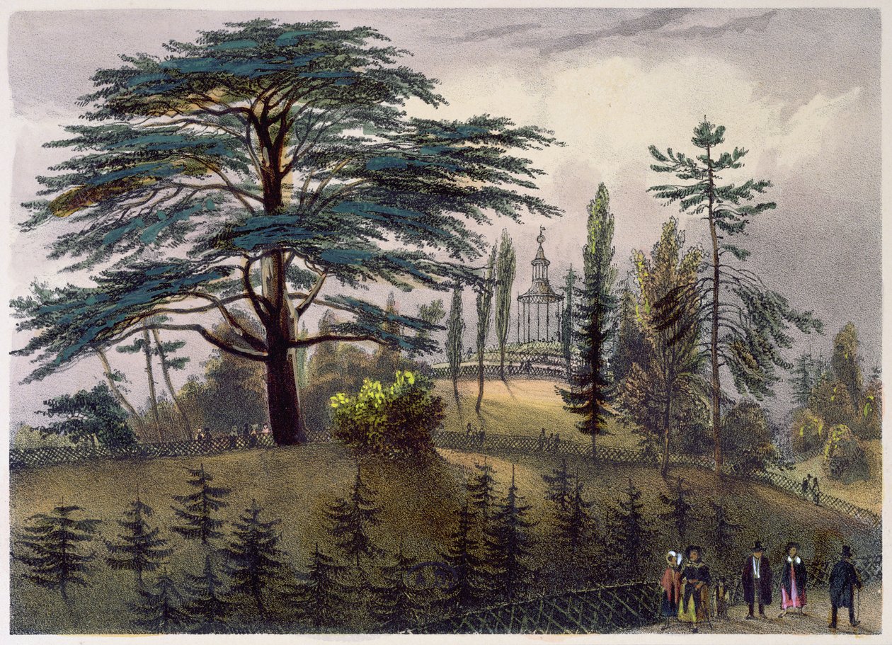 Libanonský cedr a labyrint v Jardin des Plantes v Paříži od Philippe Benoist