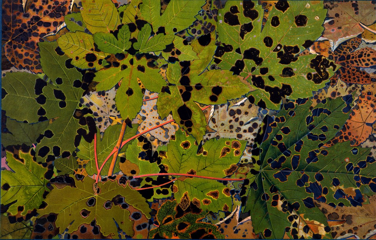 Acer pseudoplatanus: Platan napadený černou houbou Rhytisma acerinum, 1907-09 (fotogravura) od Philippe Robert
