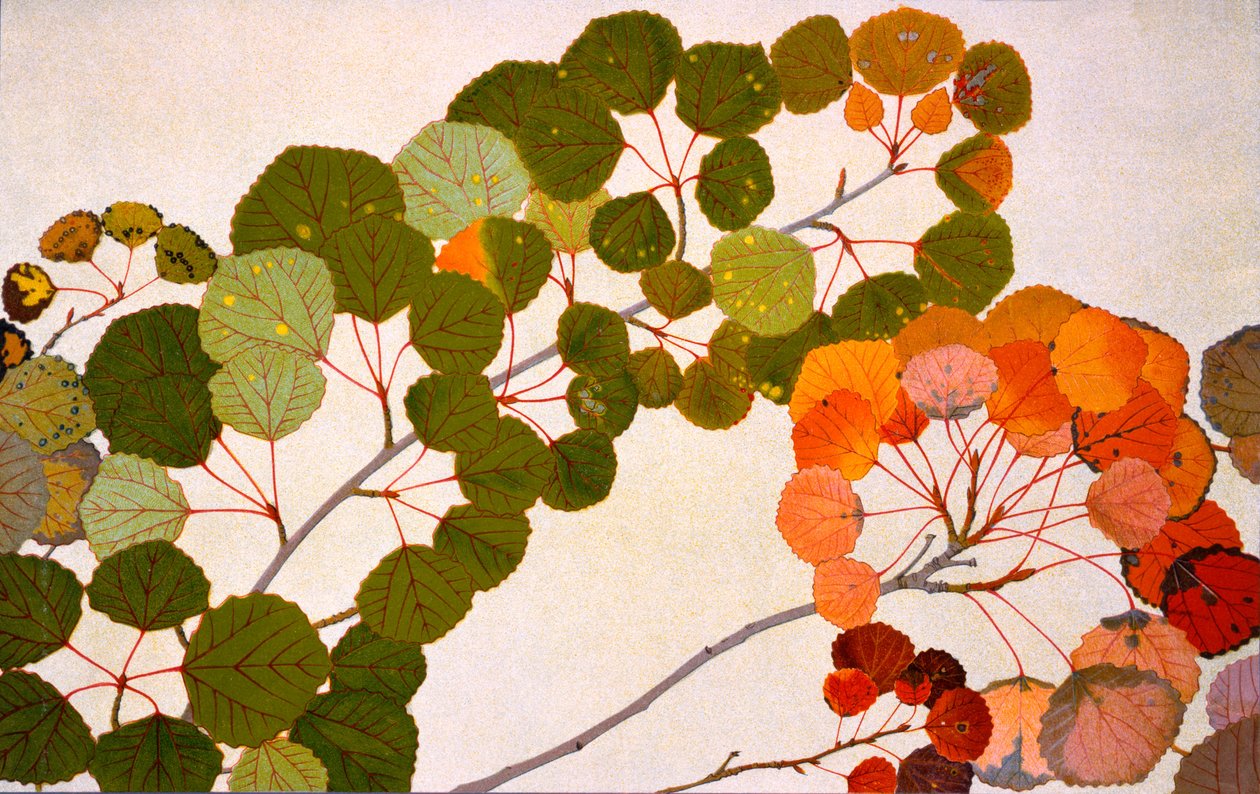 Populus tremula neboli osika evropská, 1907-09 (hlubotisk) od Philippe Robert